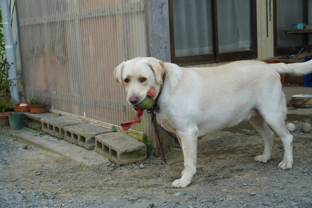 我が家の愛犬