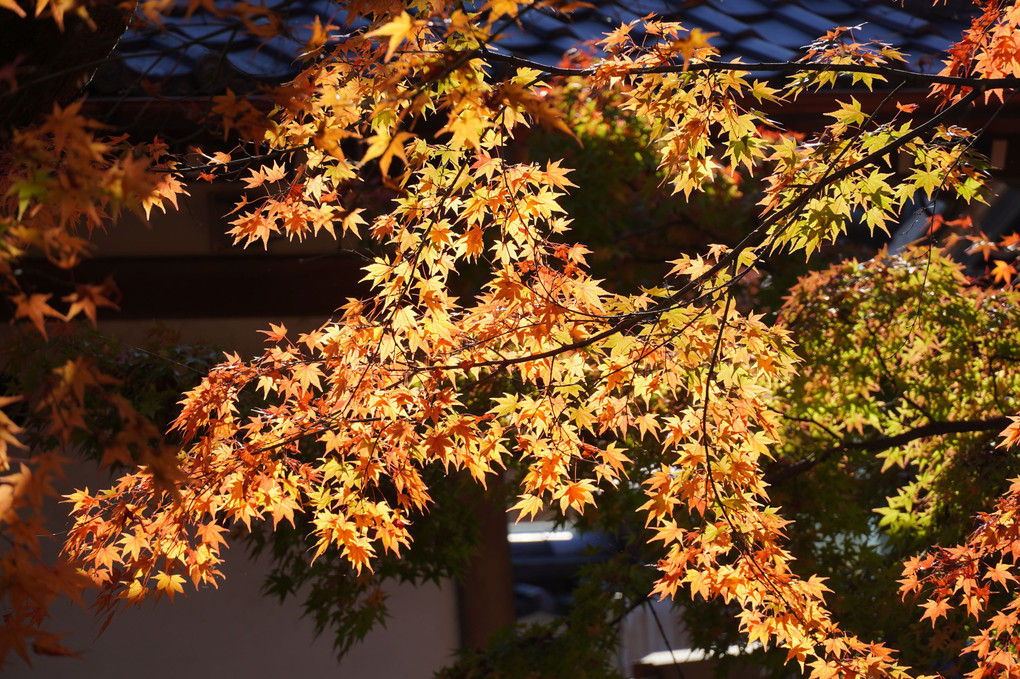 東福寺の紅葉