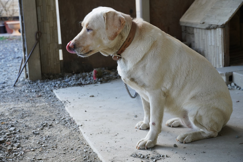 我が家の愛犬