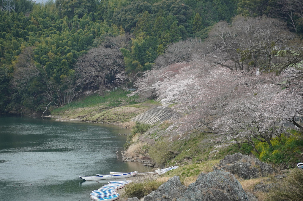 桜淵公園の桜 新城市