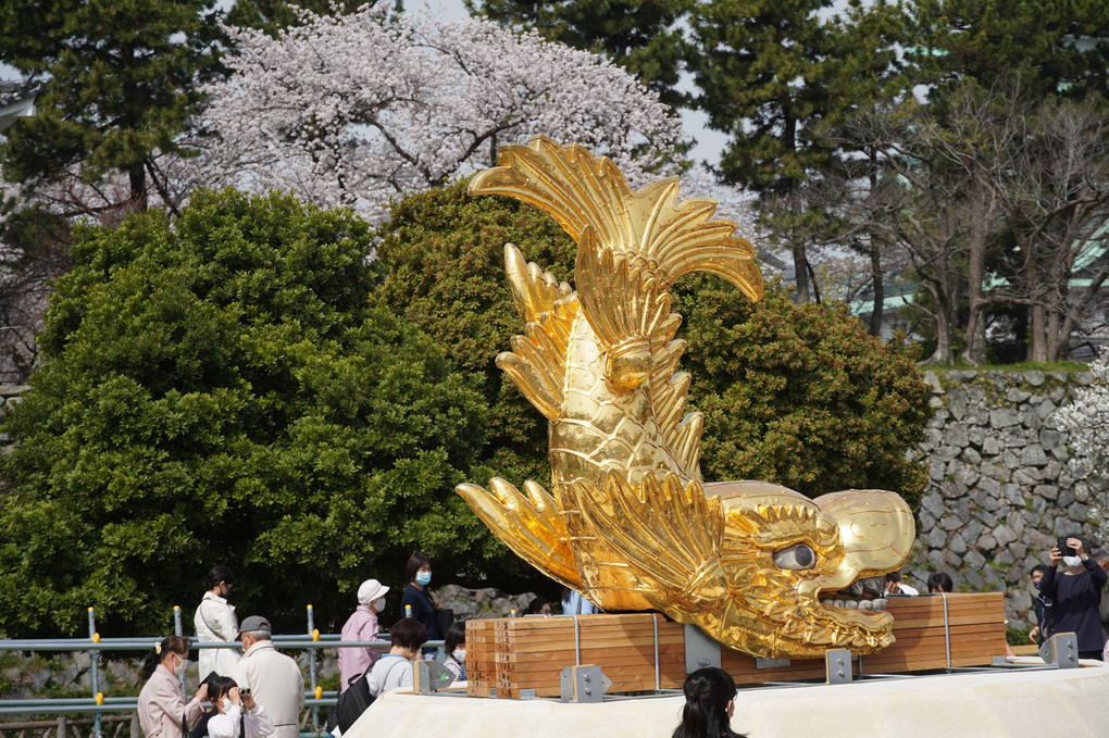 名古屋城と金シャチ