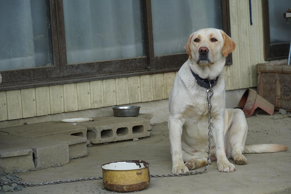 我が家の愛犬