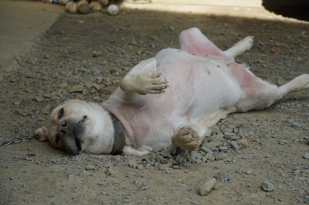 我が家の愛犬