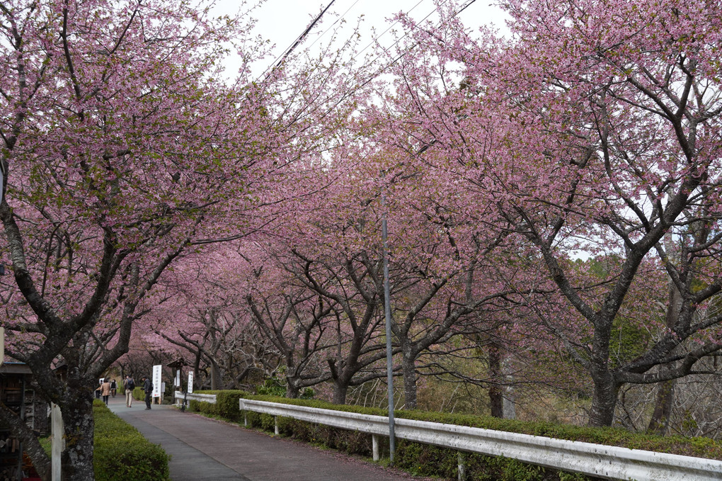 河津桜