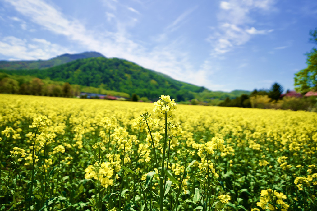 黄色の花畑