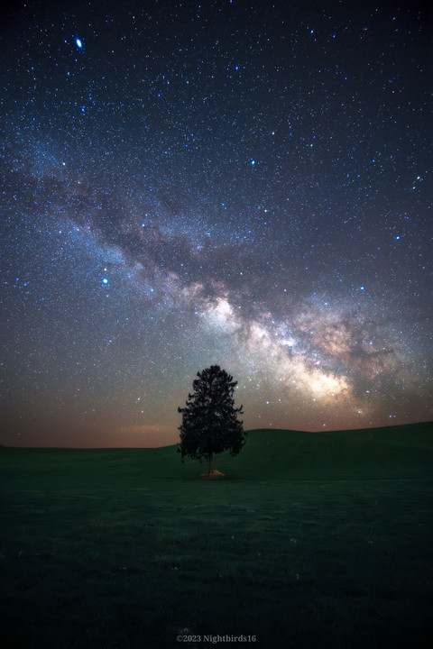 星光浴する木