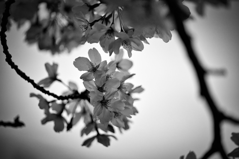 Gray Cherry Blossoms