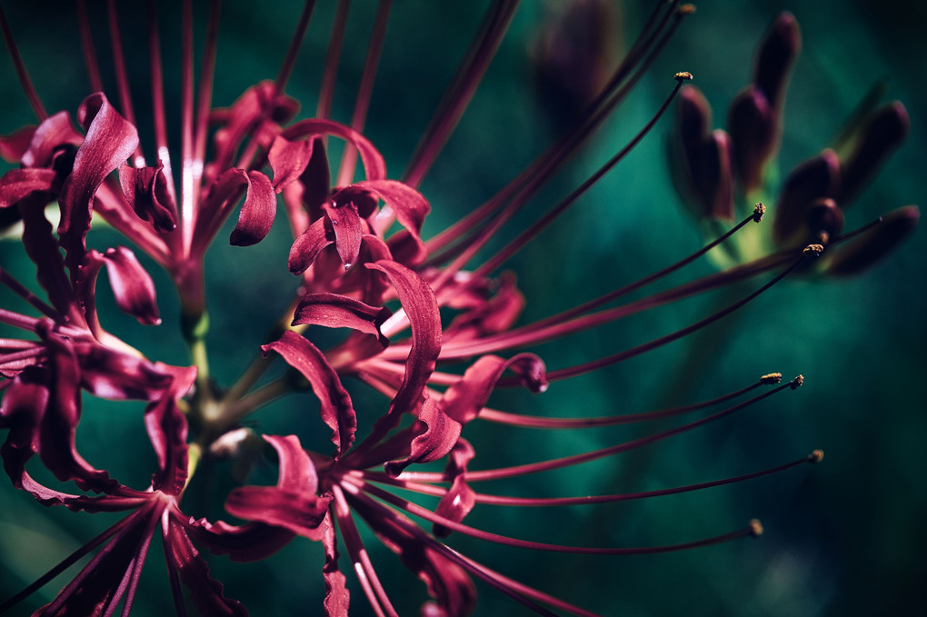 Lycoris