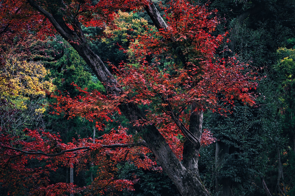 倒木の紅葉