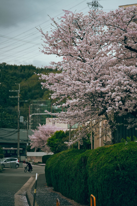 街角の桜