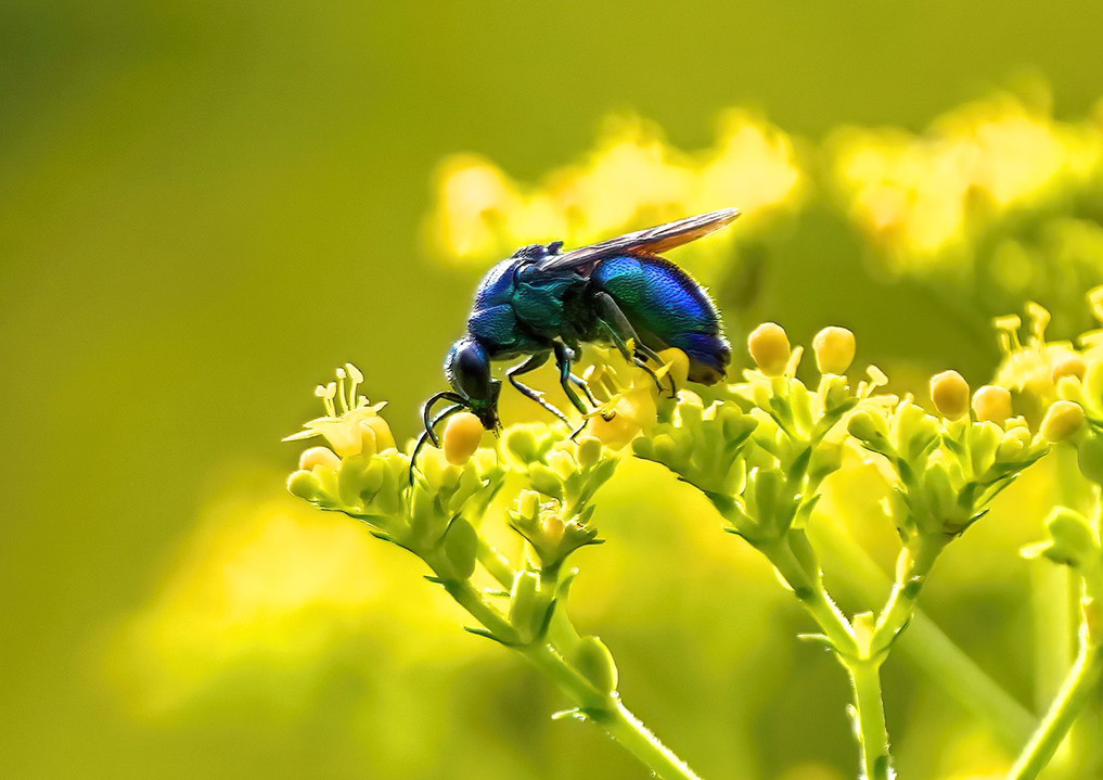 幸せのMetalic Blue Bee オオセイボウ