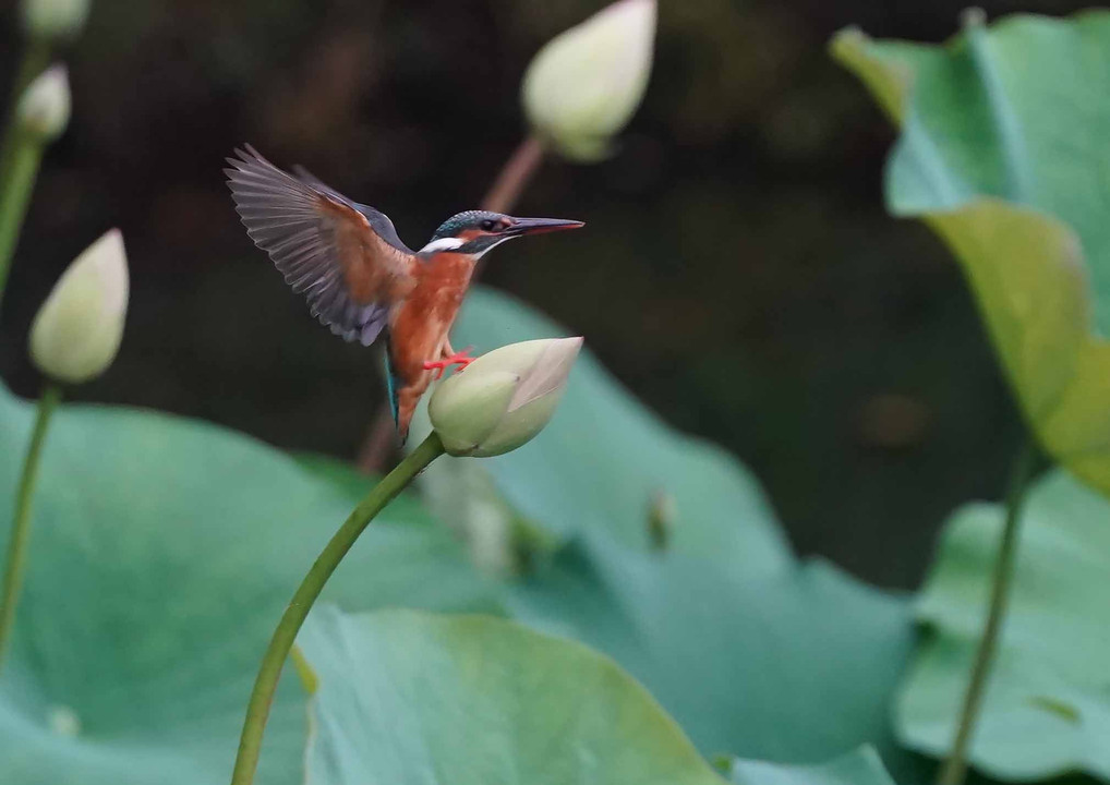 蓮池のカワセミ