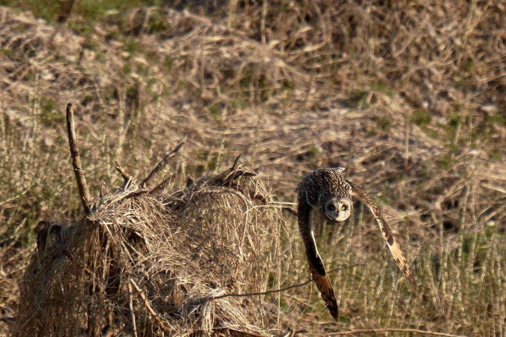 コミミズクの優雅な飛翔！！！