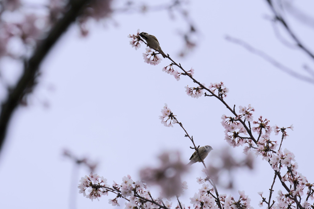 桜