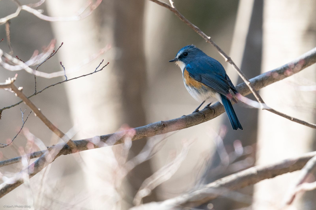 冬の青い鳥、ルリビタキ。
