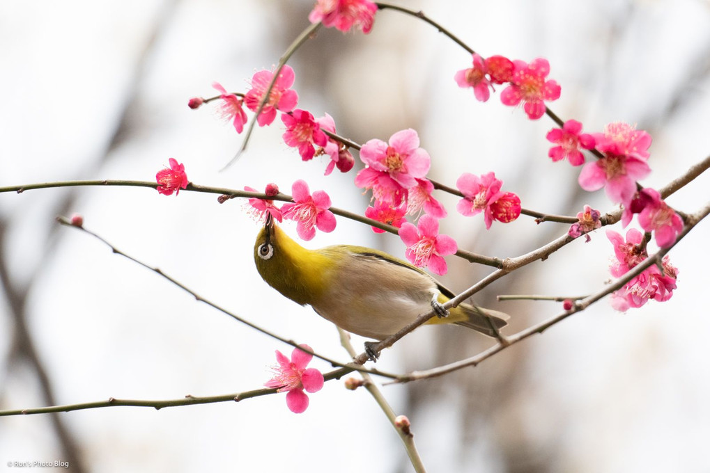 風物詩、ウメジロ。