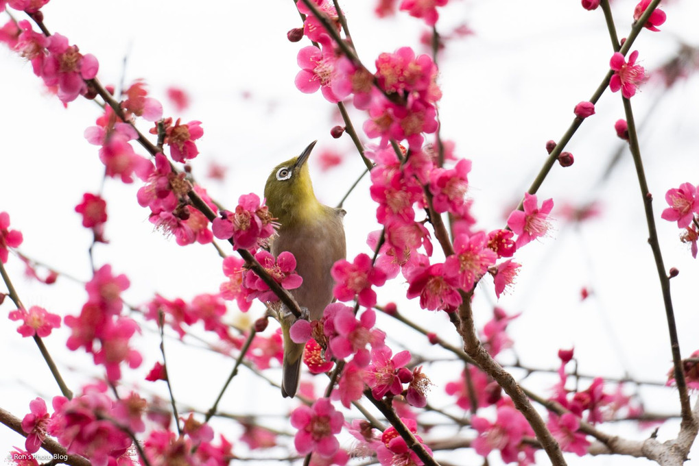 風物詩、ウメジロ。