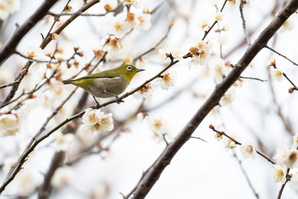 風物詩、ウメジロ。