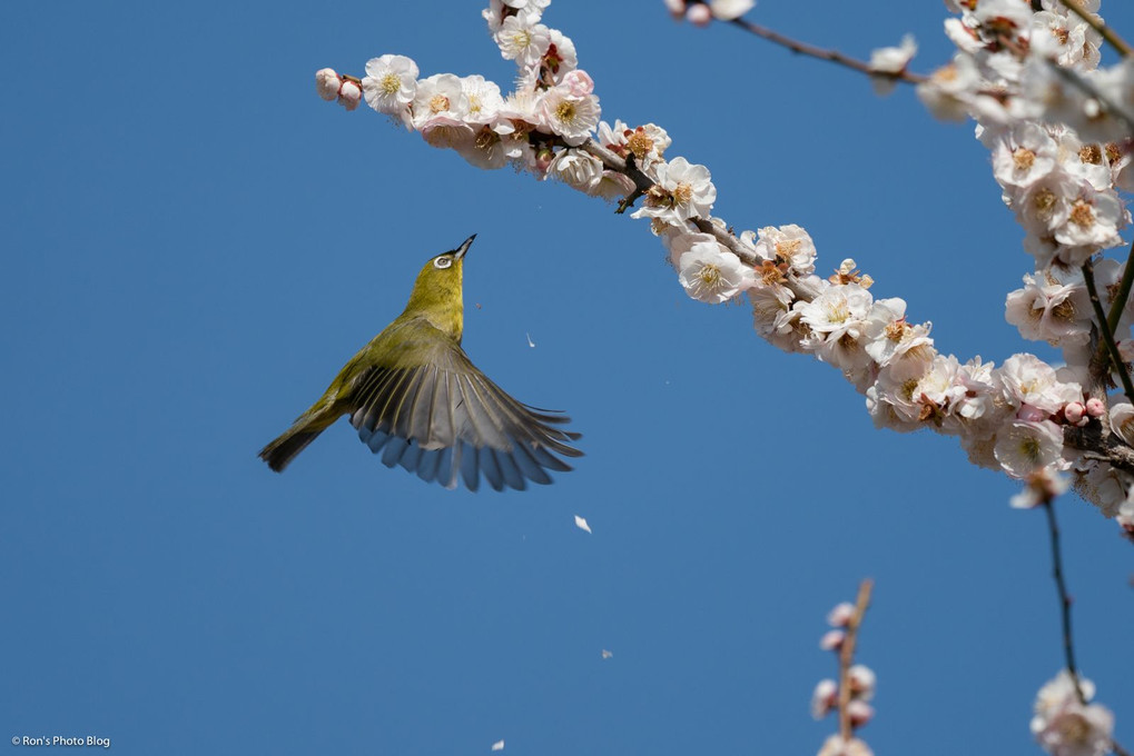 ウメジロ、飛び出し。