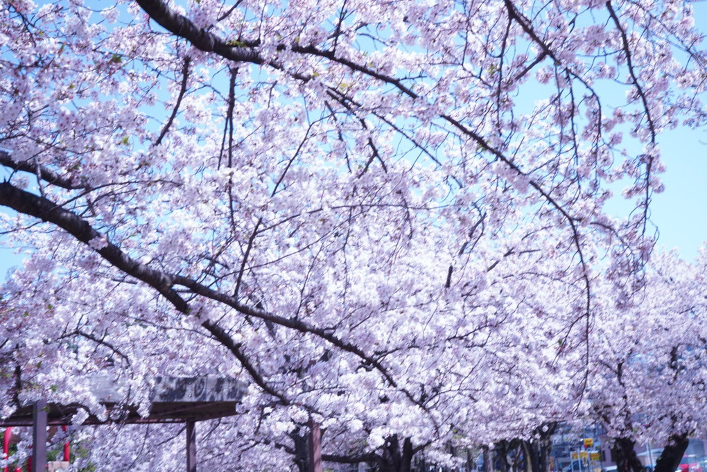 山王公園の桜