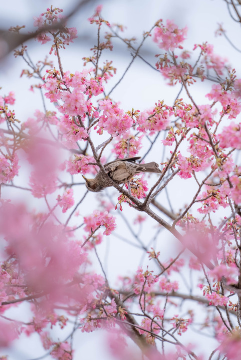 はじめての鳥撮影！