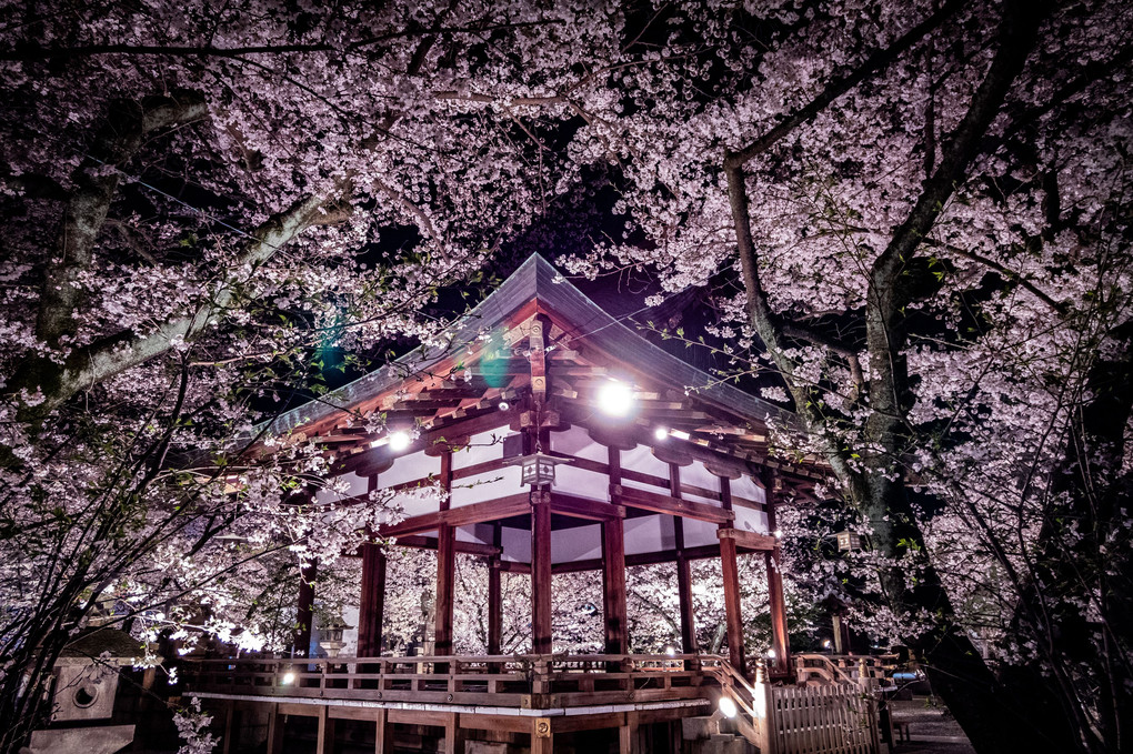 天孫神社桜ライトアップ