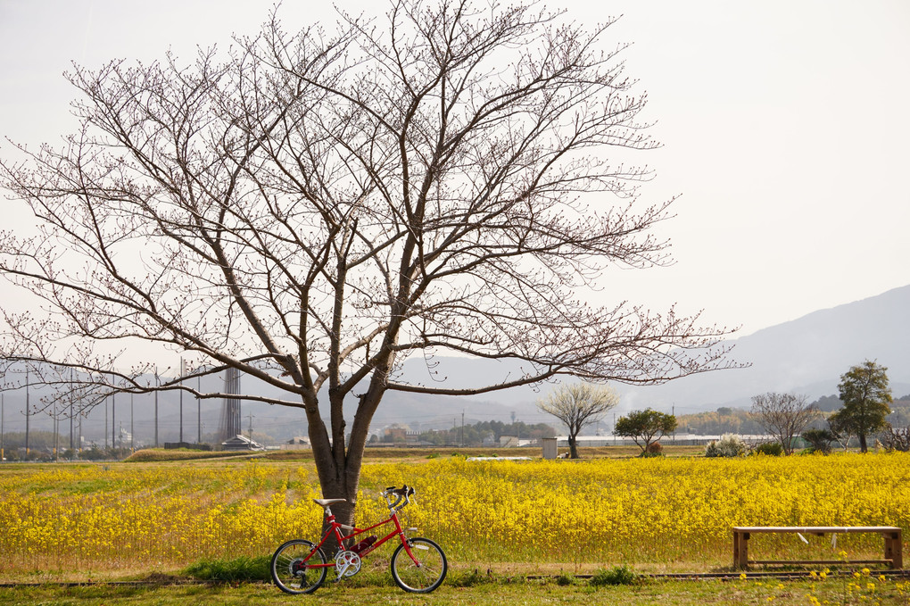 藤原京跡の菜の花