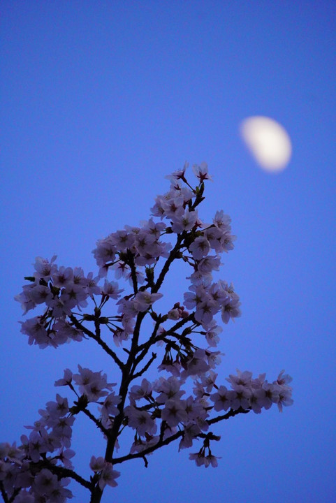 月と桜と