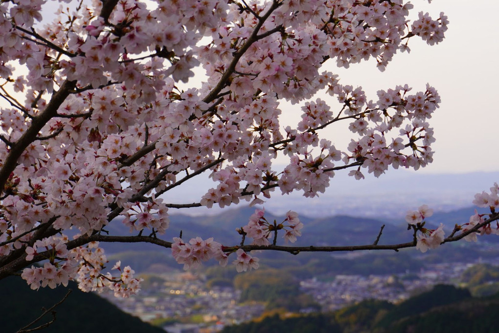 桜と奈良盆地