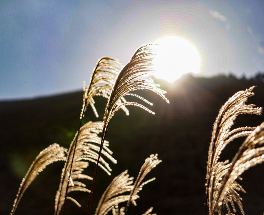 曽爾高原にて朝陽を浴びる
