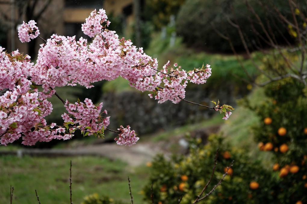 今年も桜の季節が