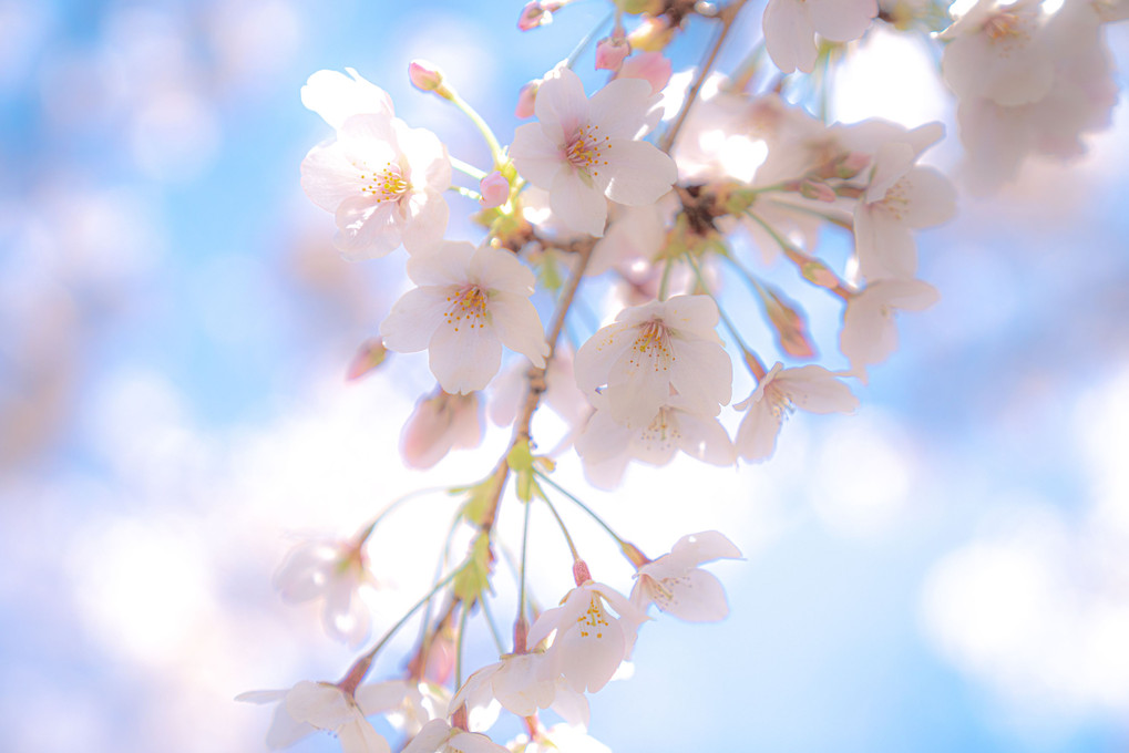 🌸桜