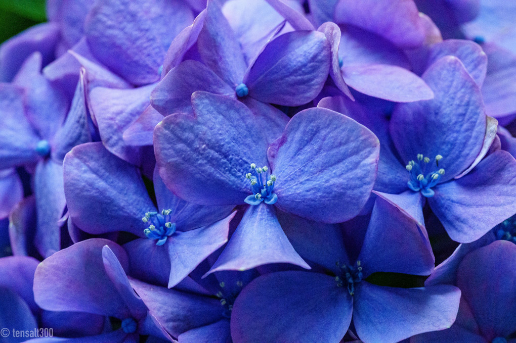 ご近所に咲く紫陽花さん（お散歩）
