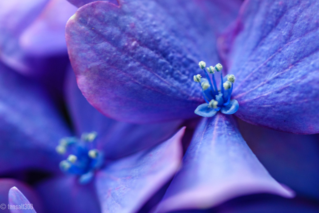 ご近所に咲く紫陽花さん（お散歩）