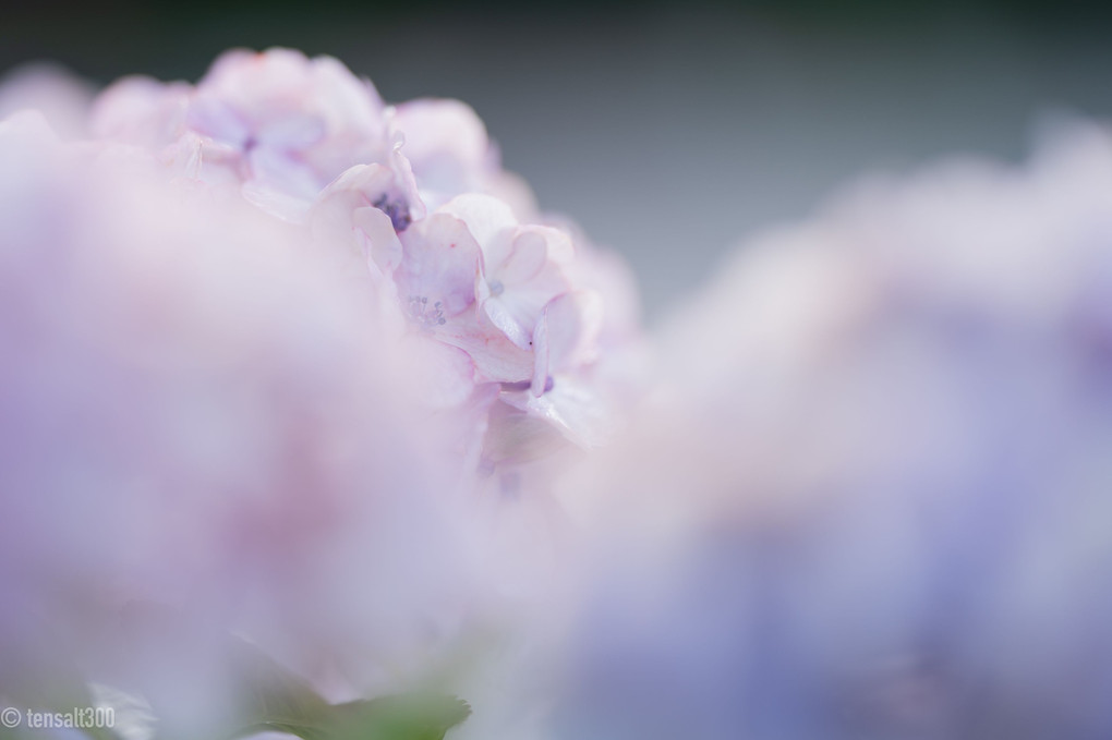 しっとりと濡れた紫陽花（朝の高塔山）