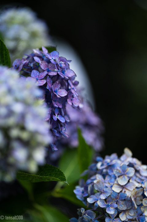 静寂に包まれる高塔山の紫陽花（梅雨の朝）