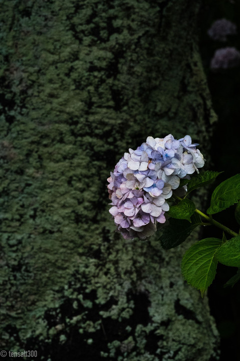 静寂に包まれる高塔山の紫陽花（梅雨の朝）