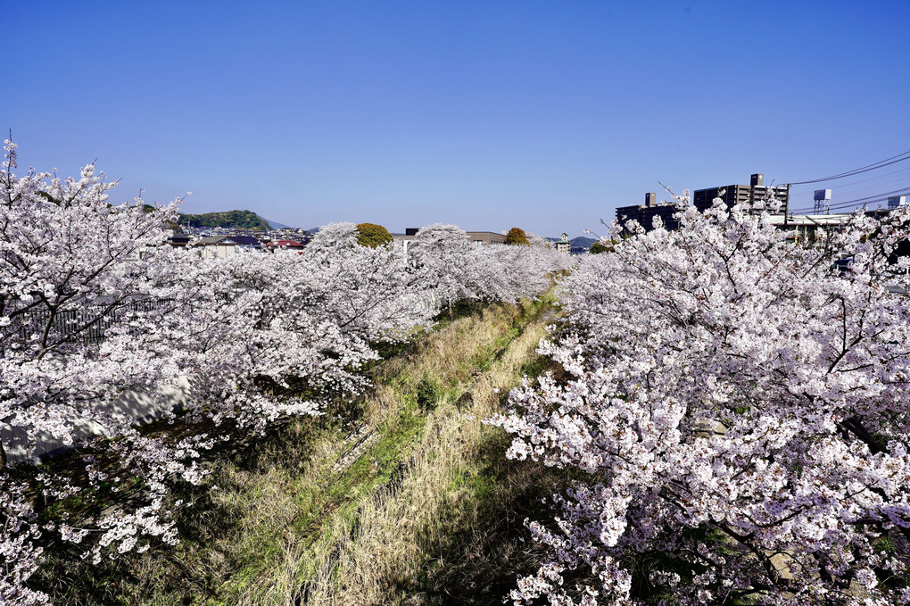 モノレールと志井川の桜