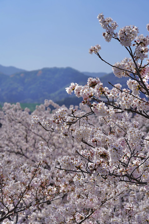 モノレールと志井川の桜
