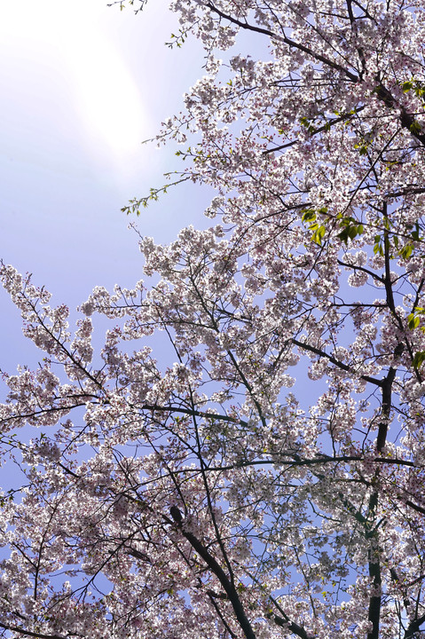 モノレールと志井川の桜