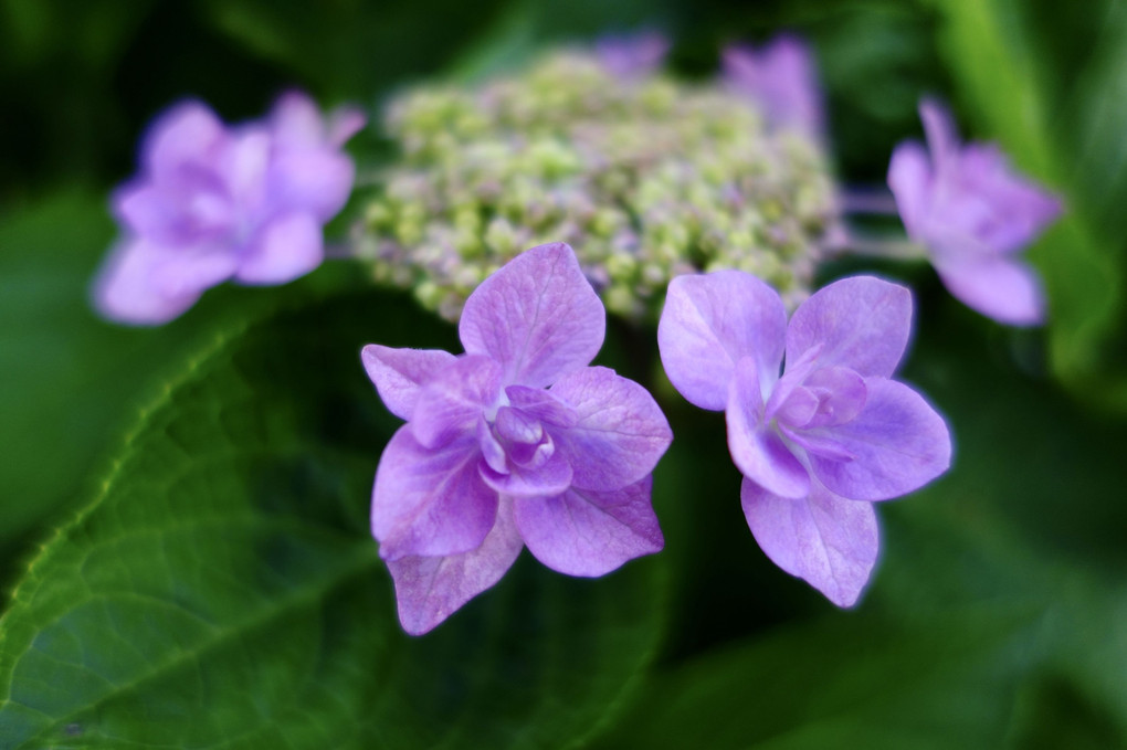 職場に咲く赤ちゃん紫陽花