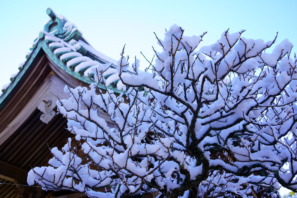 雪の長谷寺