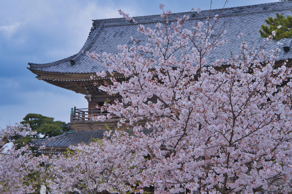 山門の桜