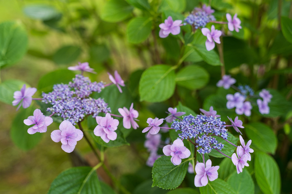 紫陽花