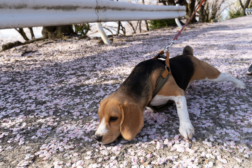 桜絨毯で戯れる