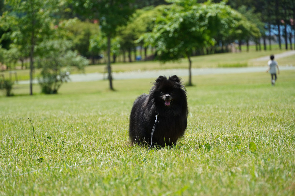 公園お散歩