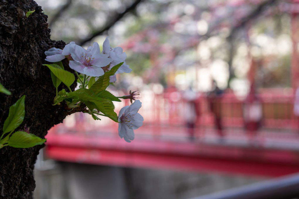 散りかけの桜、なんとかごまかし撮影