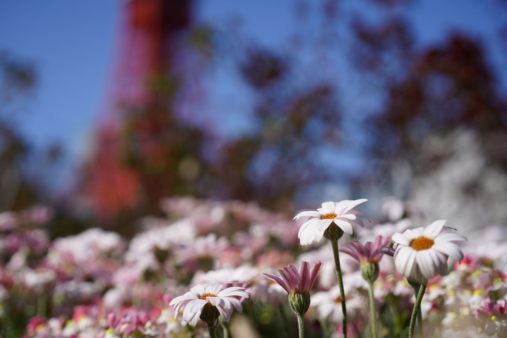 東京タワーとお花