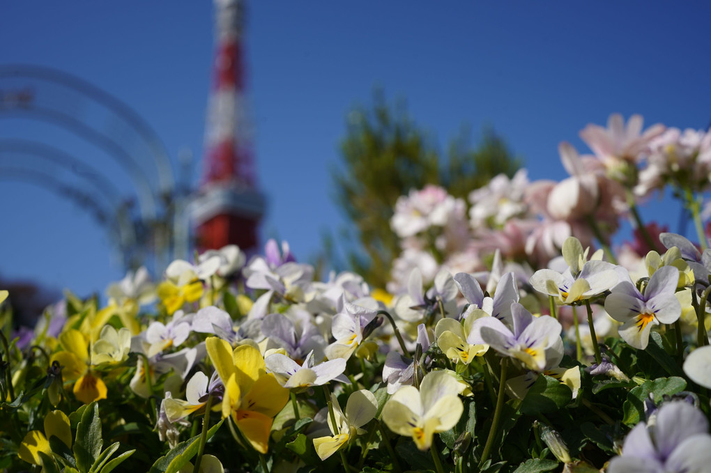 東京タワーとお花