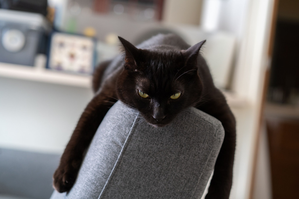 独特なソファーの使い方する猫